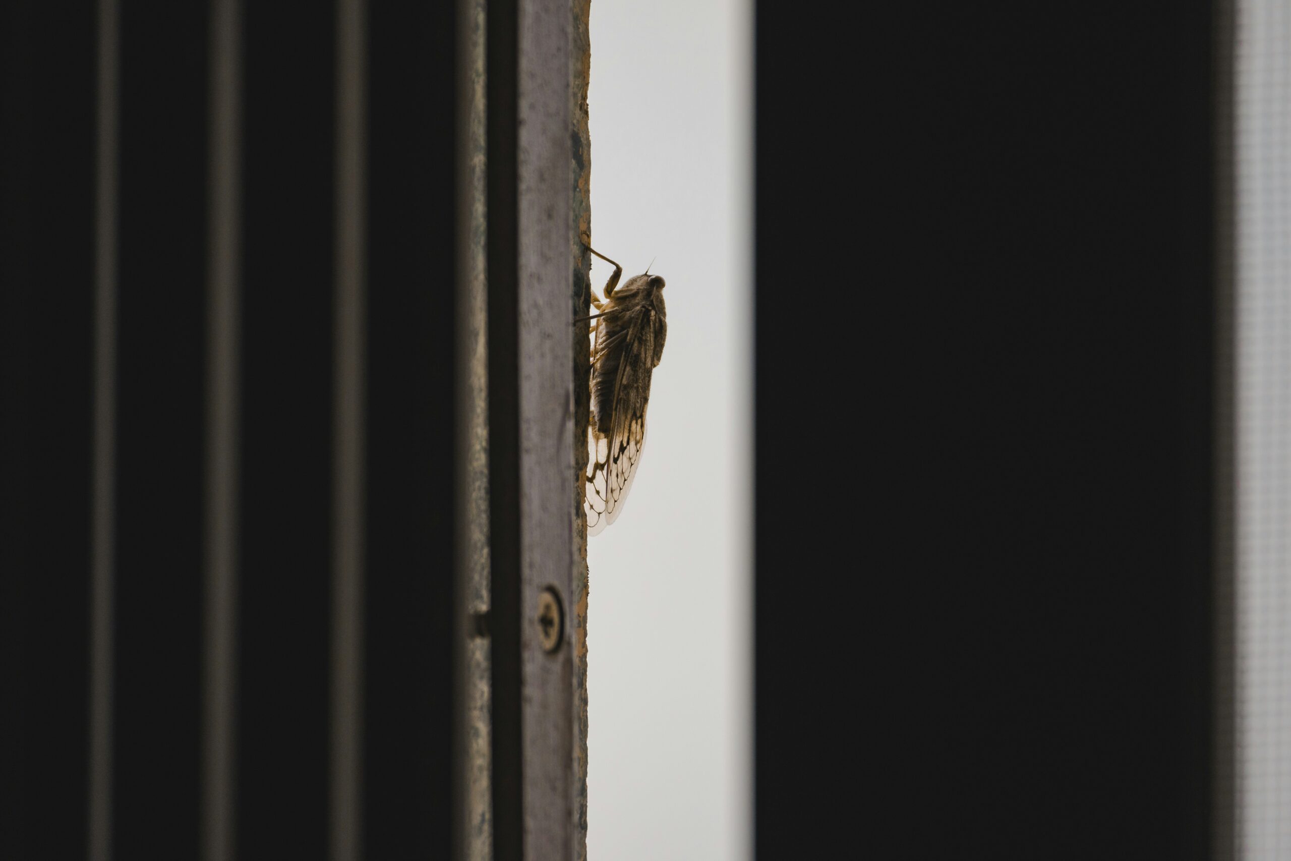 a bird sitting on top of a wooden door image 1 image image